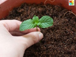 How to Grow Mint