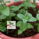 How to grow mint (from a cutting)