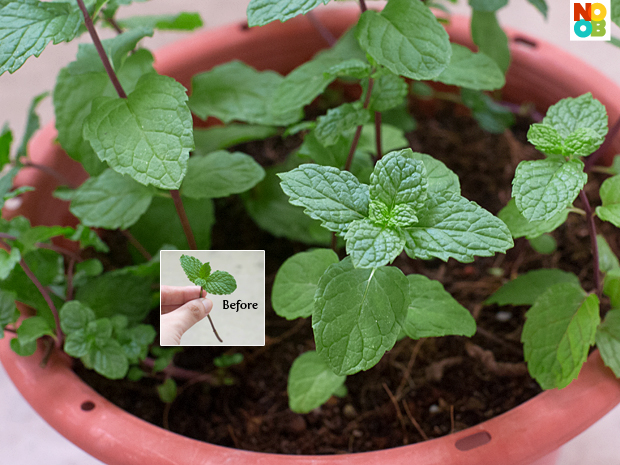 How to grow mint (from a cutting)