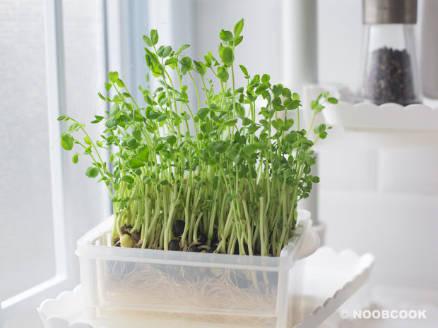 Regrowing Donki's Pea Shoots (Day 7)