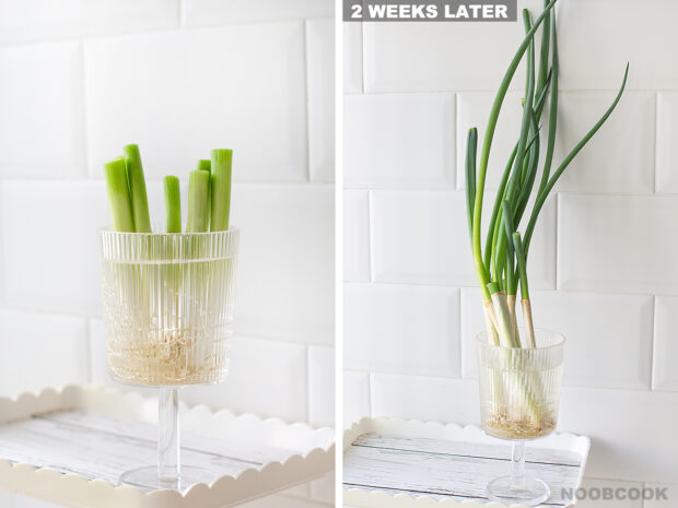How to Regrow Japanese Spring Onions in Water